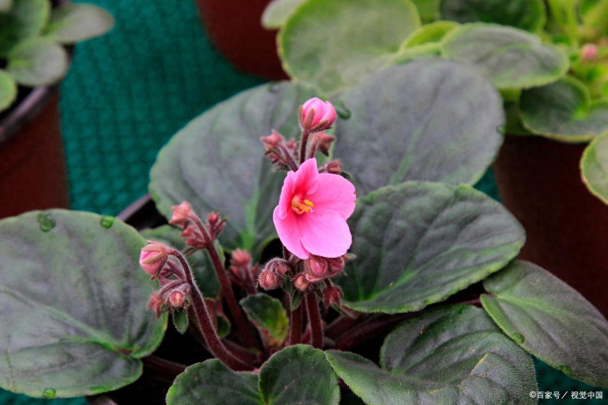 <strong>18種超級耐陰的花，沒光也能養(yǎng)爆盆，客廳陽臺輕松養(yǎng)</strong>