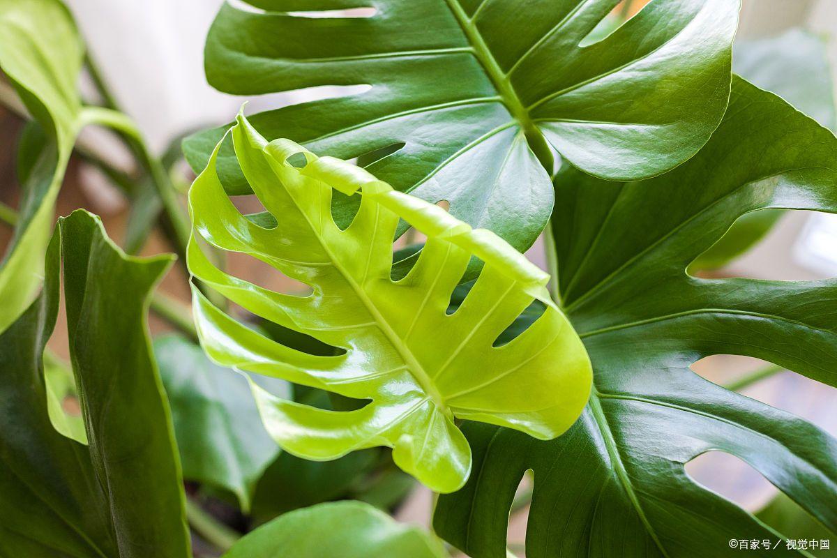 花卉耐陰植物_比較耐陰的花卉有哪些_哪種花耐陰