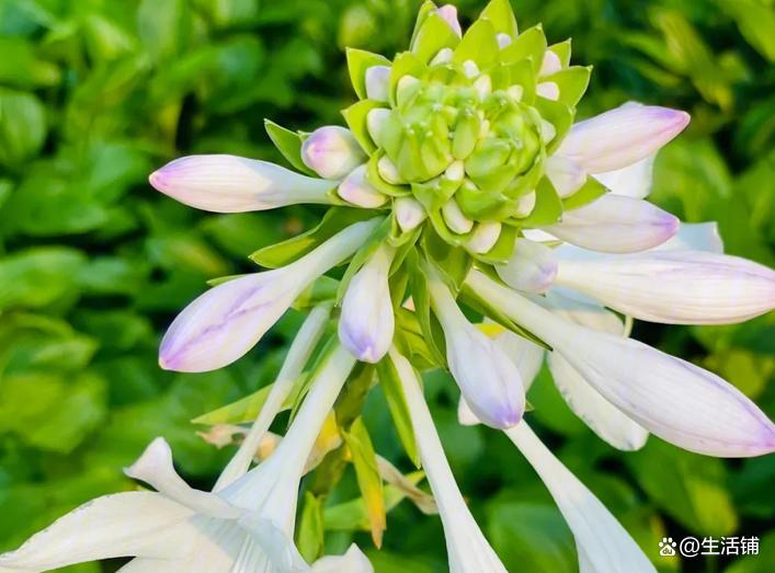 花卉耐陰植物_比較耐陰的花卉有哪些_哪種花耐陰