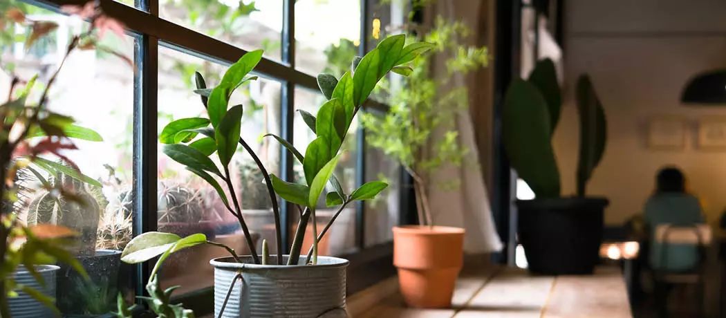 灰塵室內(nèi)養(yǎng)植物家里好嗎_家里灰塵多養(yǎng)什么植物在室內(nèi)_室內(nèi)灰塵多養(yǎng)什么植物