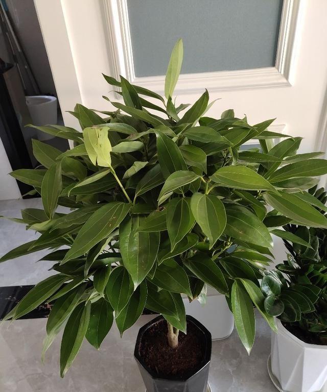 不同生肖,有不同的旺運花,最旺你的花是啥?