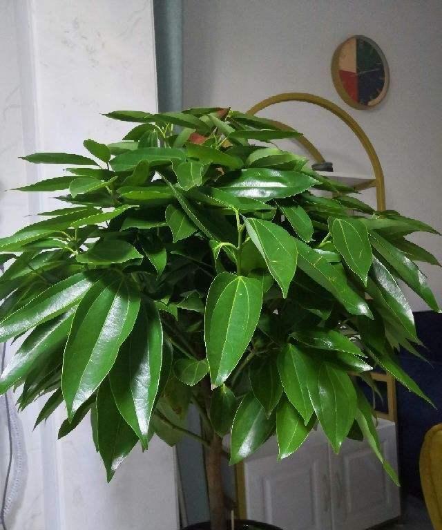 家里養(yǎng)什么花對(duì)身體好_養(yǎng)好身體是什么意思_養(yǎng)花養(yǎng)生