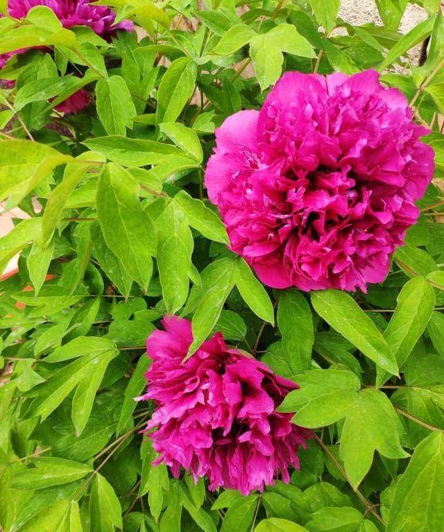 家里養(yǎng)什么花對(duì)身體好_養(yǎng)好身體是什么意思_養(yǎng)花養(yǎng)生