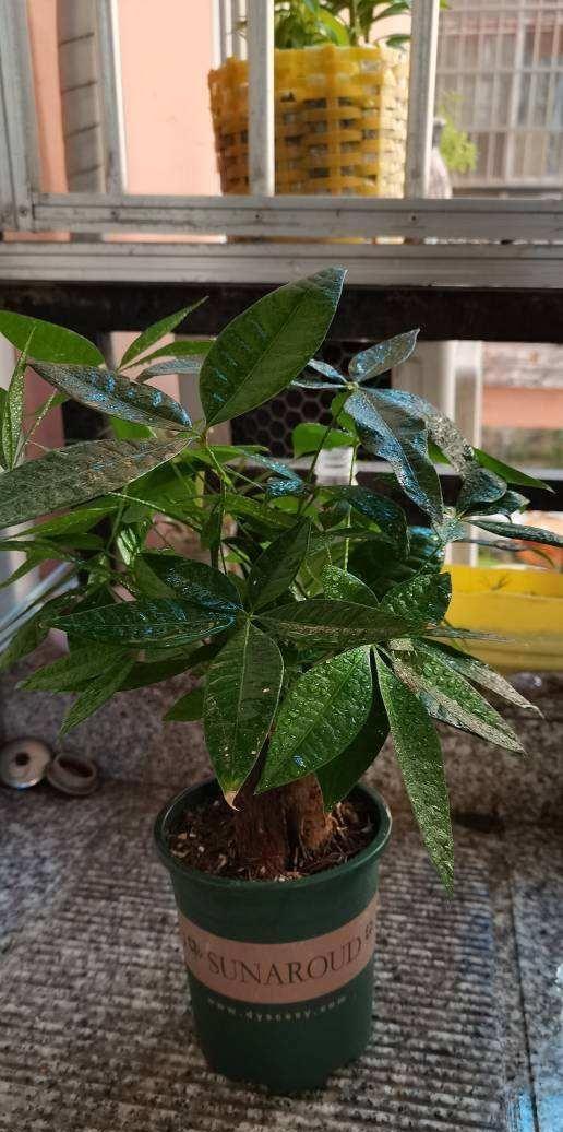 養(yǎng)好身體是什么意思_家里養(yǎng)什么花對(duì)身體好_養(yǎng)花養(yǎng)生