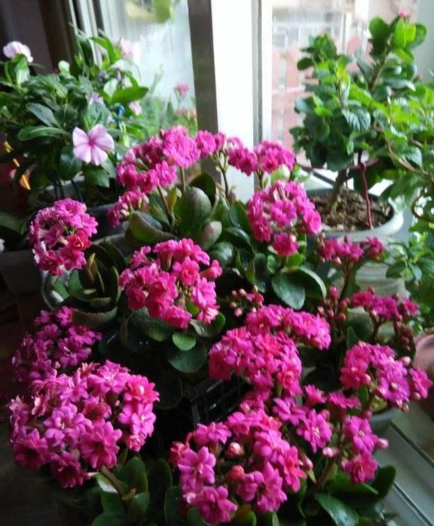 養(yǎng)花養(yǎng)生_家里養(yǎng)什么花對(duì)身體好_養(yǎng)好身體是什么意思