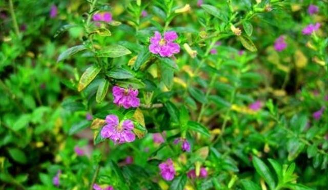 石頭多肉花怎么養(yǎng)_多肉的石頭花_多肉石頭花