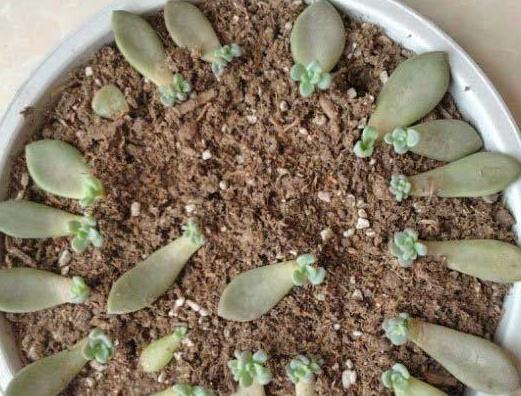 葉片扦插多肉需要澆水嗎_多肉葉片怎么扦插_葉片扦插多肉多久生根