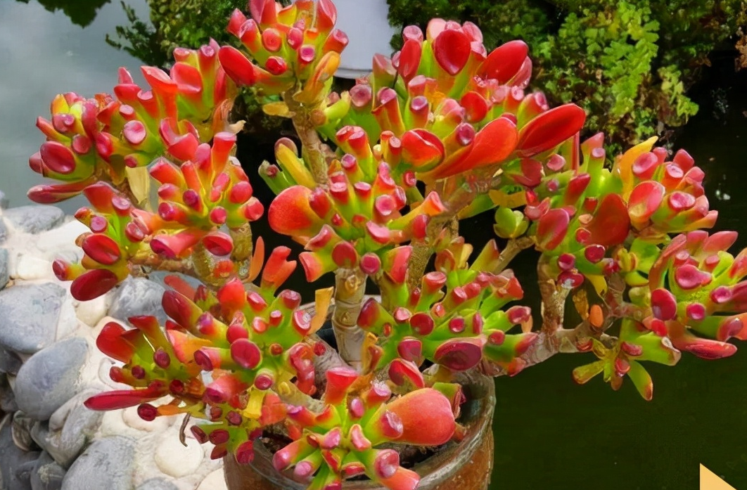 5種大型花，鎮(zhèn)家旺宅，氣質絕佳，客廳養(yǎng)一盆，日子順當當