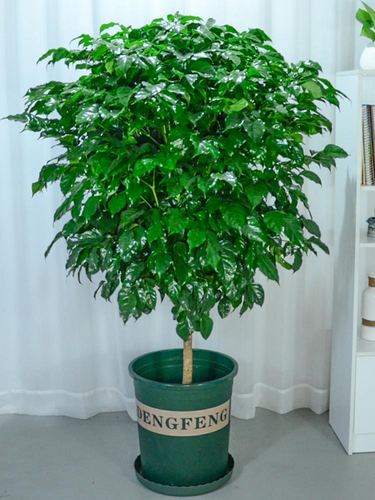 好養(yǎng)的大型綠植_養(yǎng)大型綠植好不好_大型綠植哪個(gè)好養(yǎng)