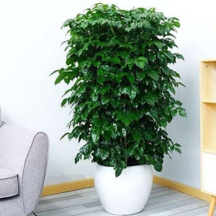 養(yǎng)大型綠植好不好_好養(yǎng)的大型綠植_大型綠植哪個(gè)好養(yǎng)