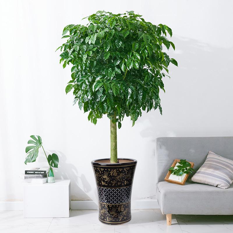 好養(yǎng)的大型綠植_養(yǎng)大型綠植好不好_大型綠植哪個(gè)好養(yǎng)