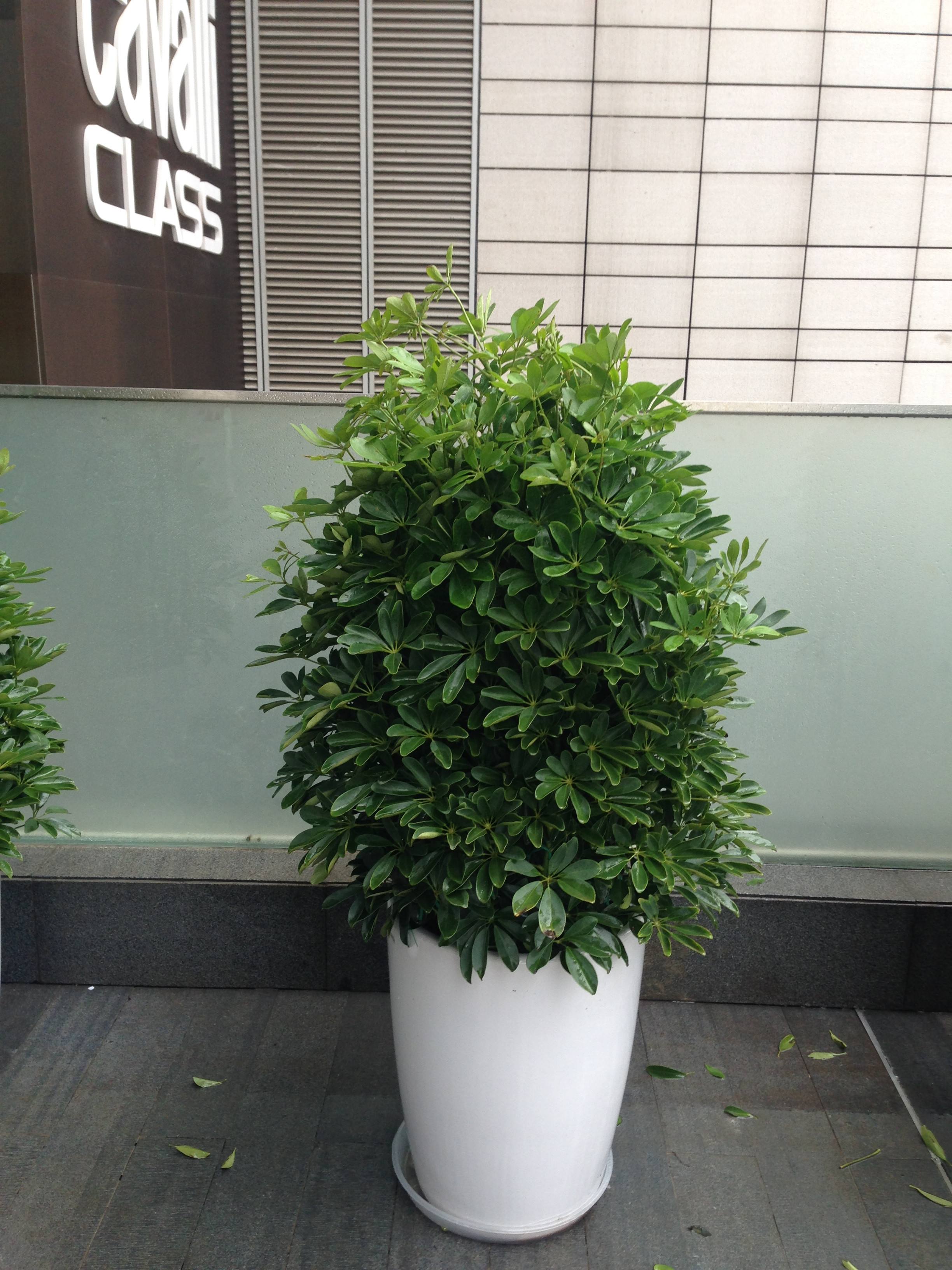 大型綠植哪個(gè)好養(yǎng)_養(yǎng)大型綠植好不好_好養(yǎng)的大型綠植