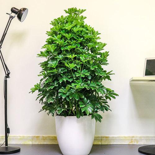 養(yǎng)大型綠植好不好_大型綠植哪個(gè)好養(yǎng)_好養(yǎng)的大型綠植