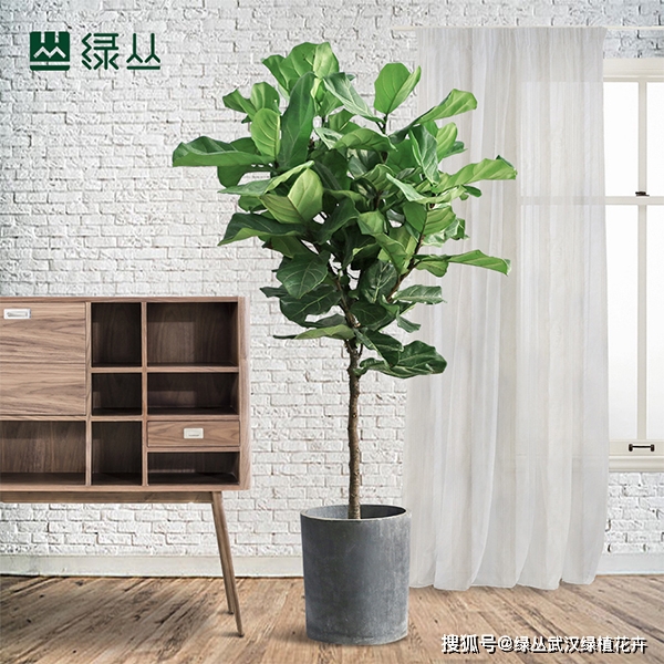 適合辦公室養(yǎng)的13種花