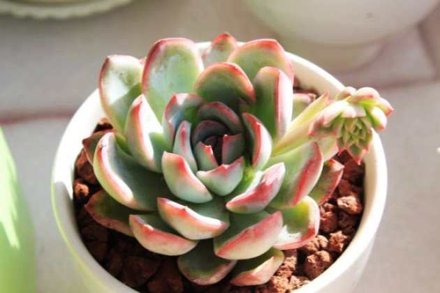 多肉養(yǎng)護注意事項_事項多肉養(yǎng)護注意什么_多肉植物養(yǎng)護注意事項