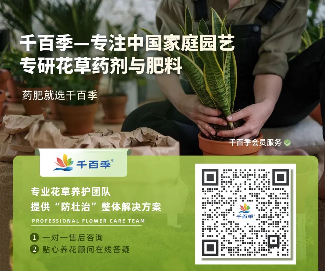 耐寒耐陰的大型綠植_耐陰耐寒室外綠化植物_耐寒耐陰的大型綠植有哪些