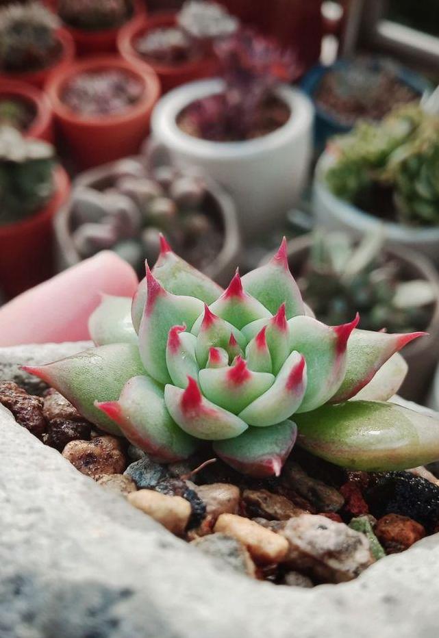 多肉植物換盆_多肉換盆移栽能澆水嗎_多肉怎么換盆移栽