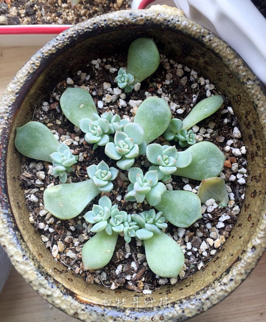 多肉植物換盆_多肉換盆移栽能澆水嗎_多肉怎么換盆移栽