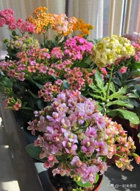 11月帶回家的長壽花，趕緊做好這4件事，輕松開成大花球