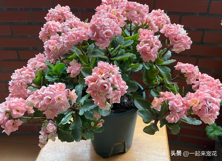 花開有聲月月_有沒有月月開花的花_十一月開花的有哪些花