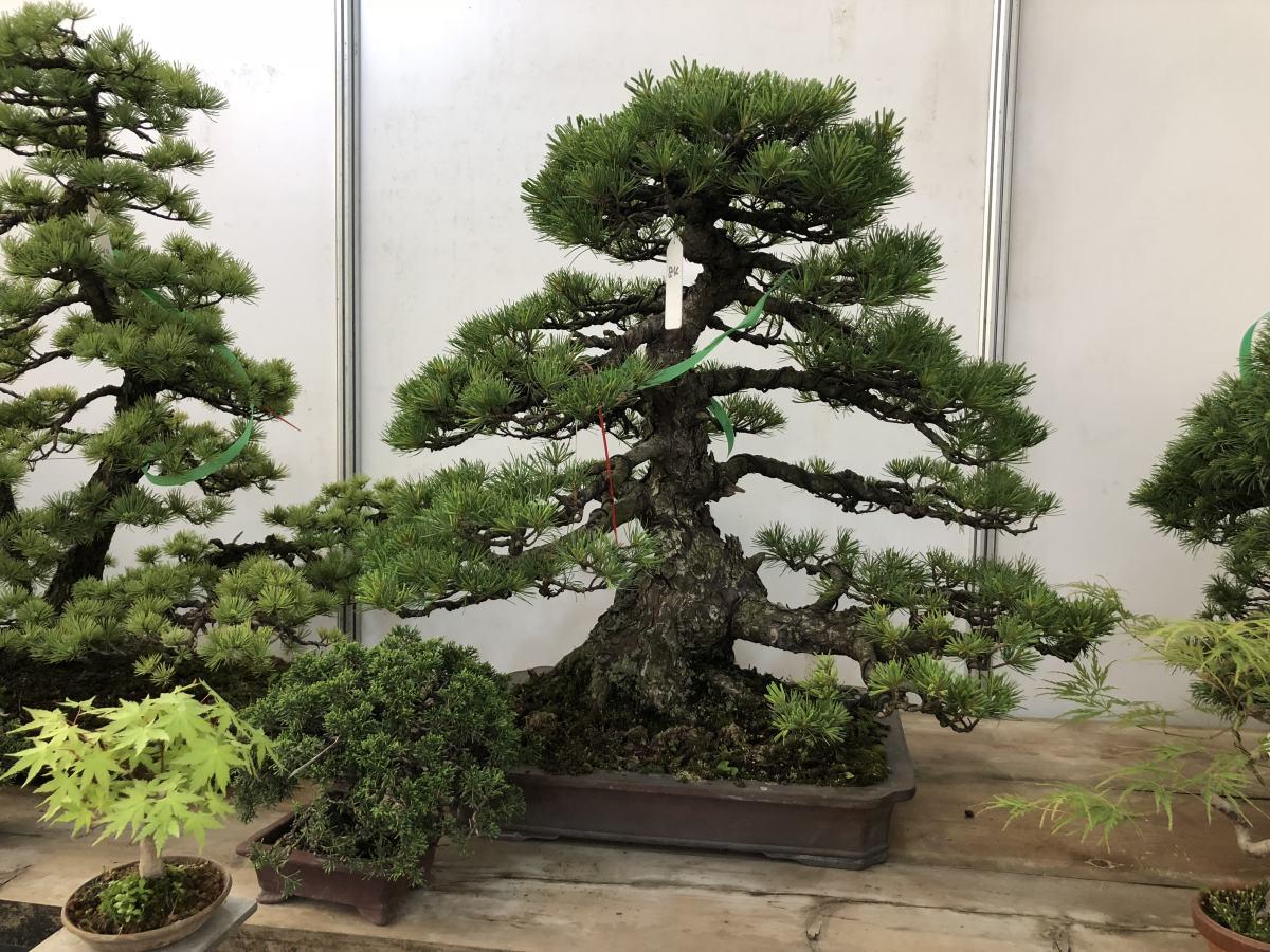 客廳養(yǎng)植物適合什么花_適合客廳養(yǎng)的植物_客廳適合養(yǎng)的植物