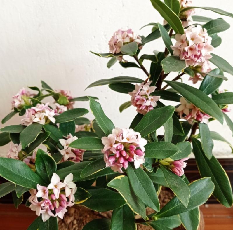 客廳適合養(yǎng)的植物_適合客廳養(yǎng)的植物_客廳養(yǎng)植物適合什么花