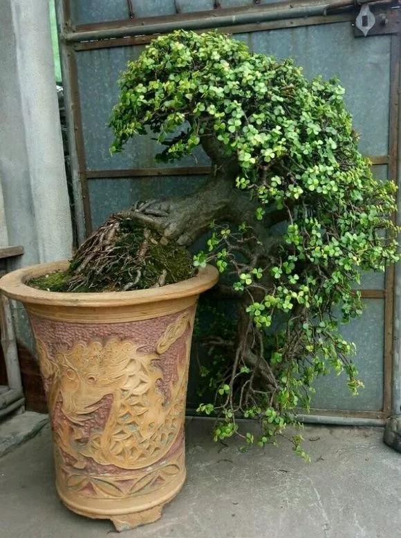 適合客廳養(yǎng)的植物_客廳養(yǎng)植物適合什么花_客廳適合養(yǎng)的植物