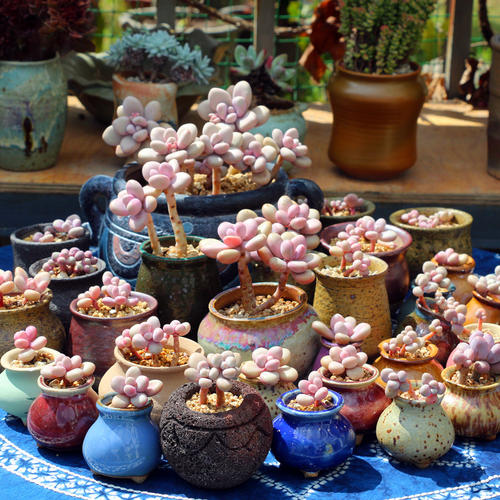 多肉景天科怎么養(yǎng)_多肉景天科品種大全_景天科多肉怎么養(yǎng)