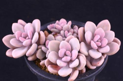多肉景天科品種大全_多肉景天科怎么養(yǎng)_景天科多肉怎么養(yǎng)
