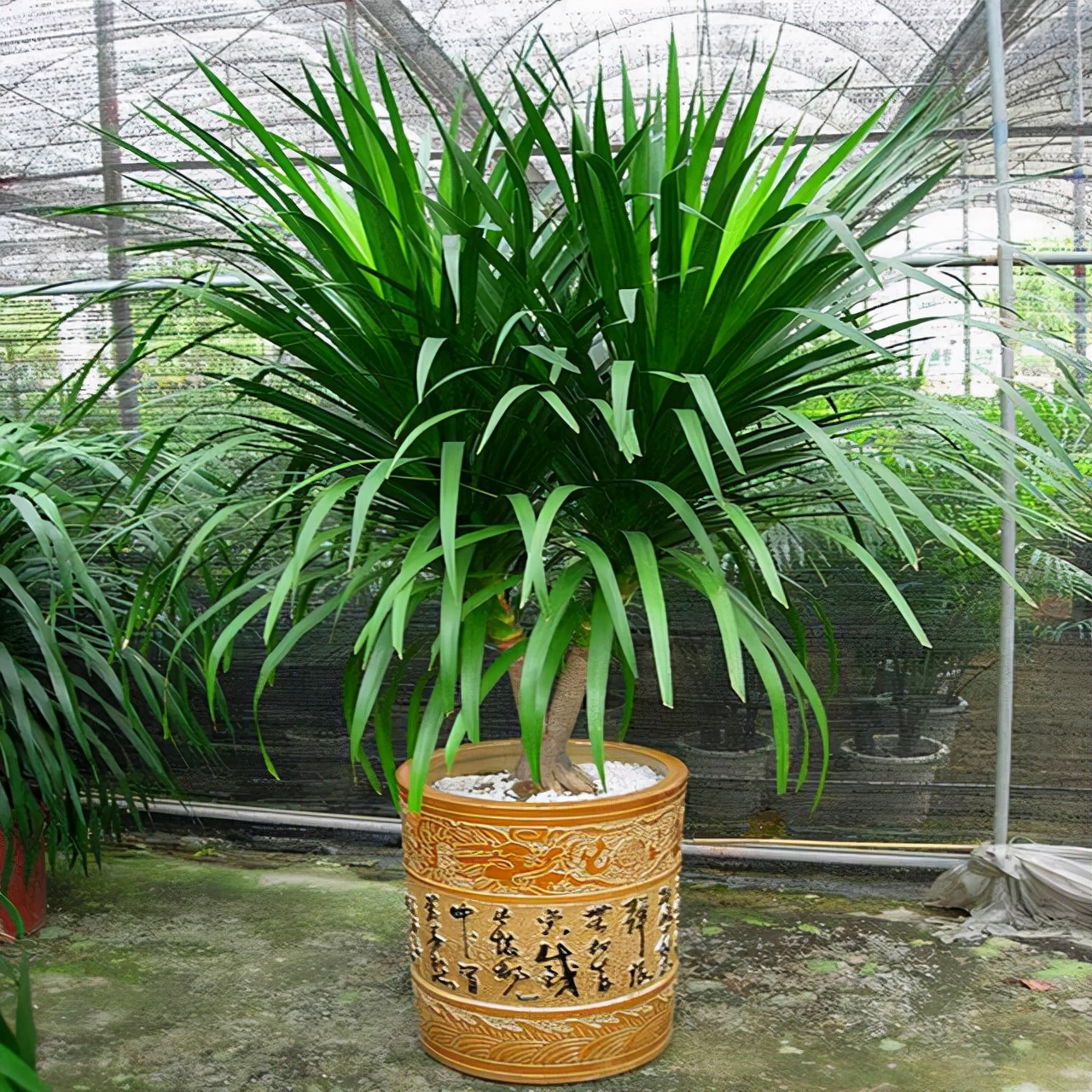 室內(nèi)適宜盆栽花卉_適合室內(nèi)盆栽花卉盆景_花卉適宜盆栽室內(nèi)還是室外