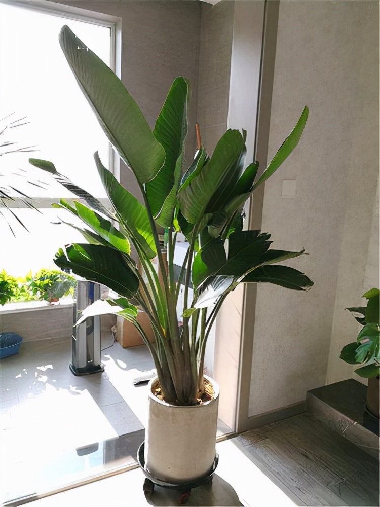 室內(nèi)適宜盆栽花卉_適合室內(nèi)盆栽花卉盆景_花卉適宜盆栽室內(nèi)還是室外