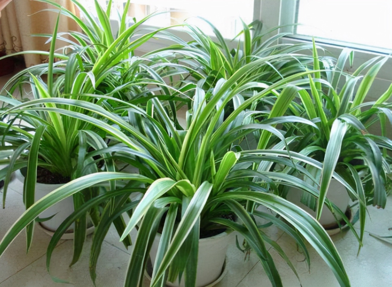 室內(nèi)適宜盆栽花卉_適合室內(nèi)盆栽花卉盆景_花卉適宜盆栽室內(nèi)還是室外