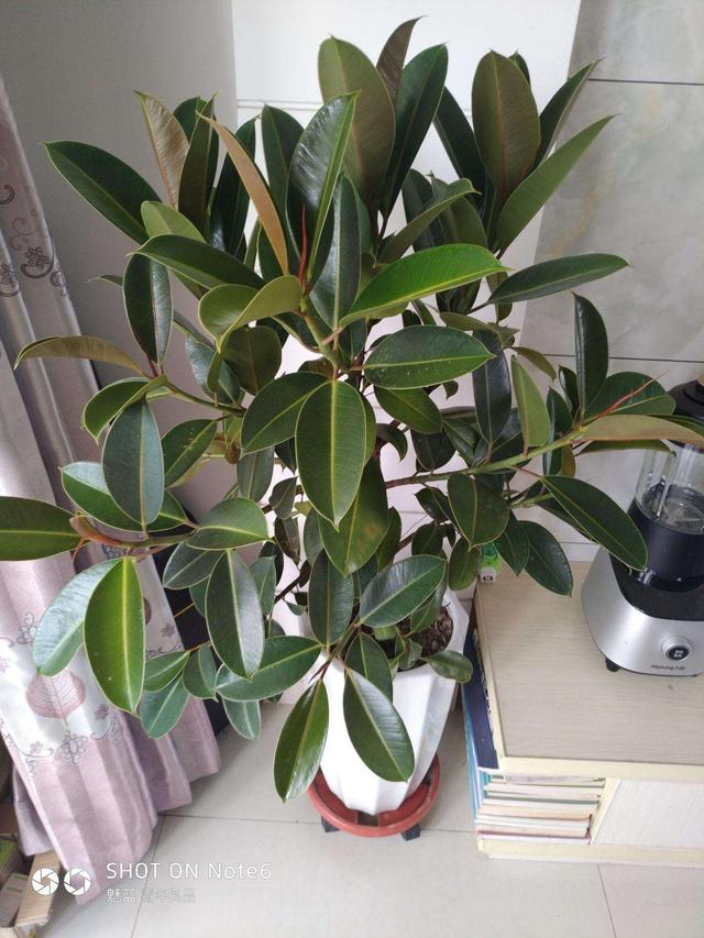 適合室內(nèi)盆栽花卉盆景_花卉適宜盆栽室內(nèi)還是室外_室內(nèi)適宜盆栽花卉