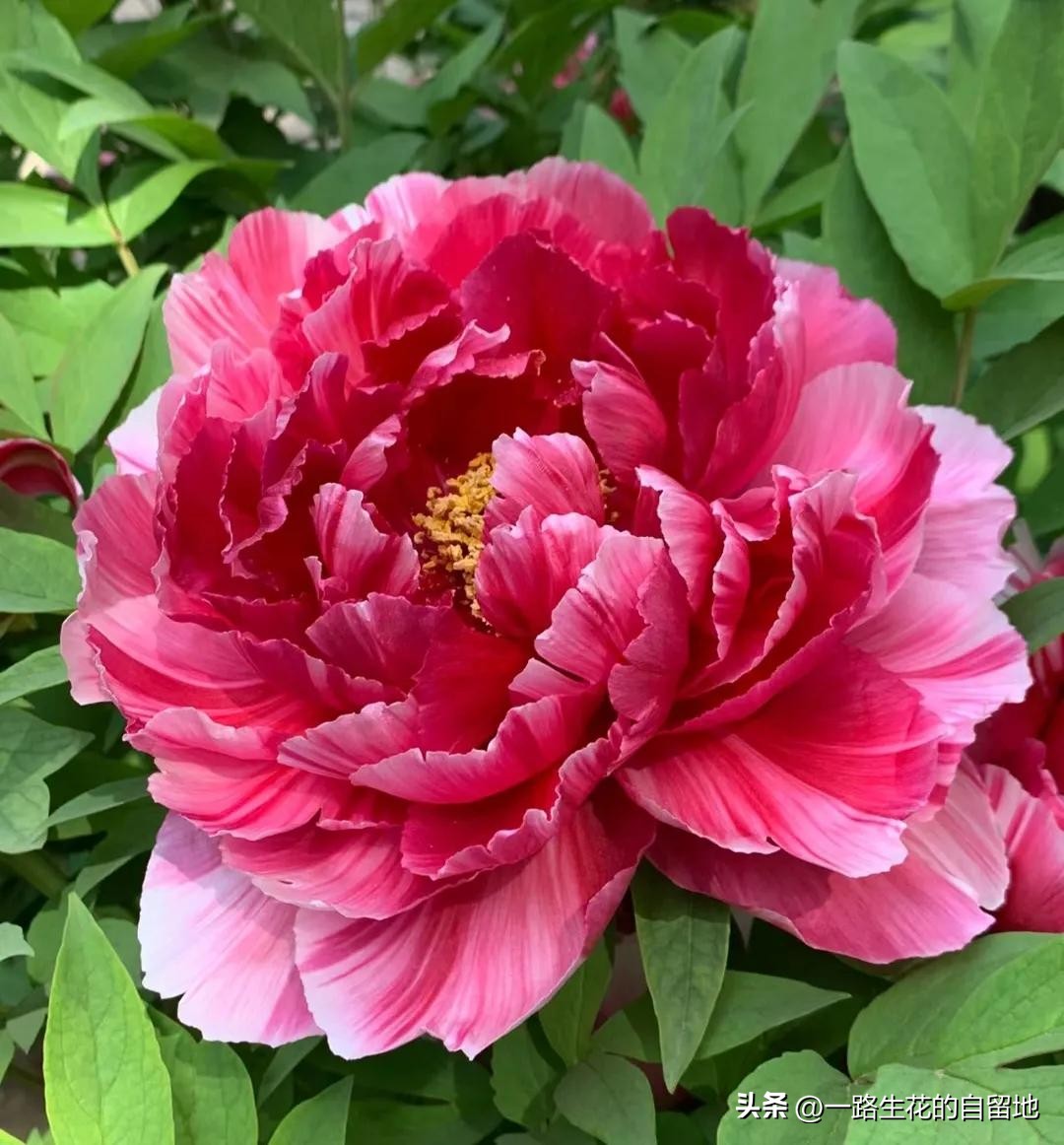 冬季養(yǎng)花的注意事項(xiàng)_冬季養(yǎng)花_冬季養(yǎng)花施肥