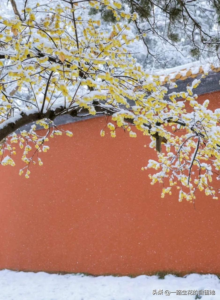 冬季養(yǎng)花的注意事項(xiàng)_冬季養(yǎng)花施肥_冬季養(yǎng)花