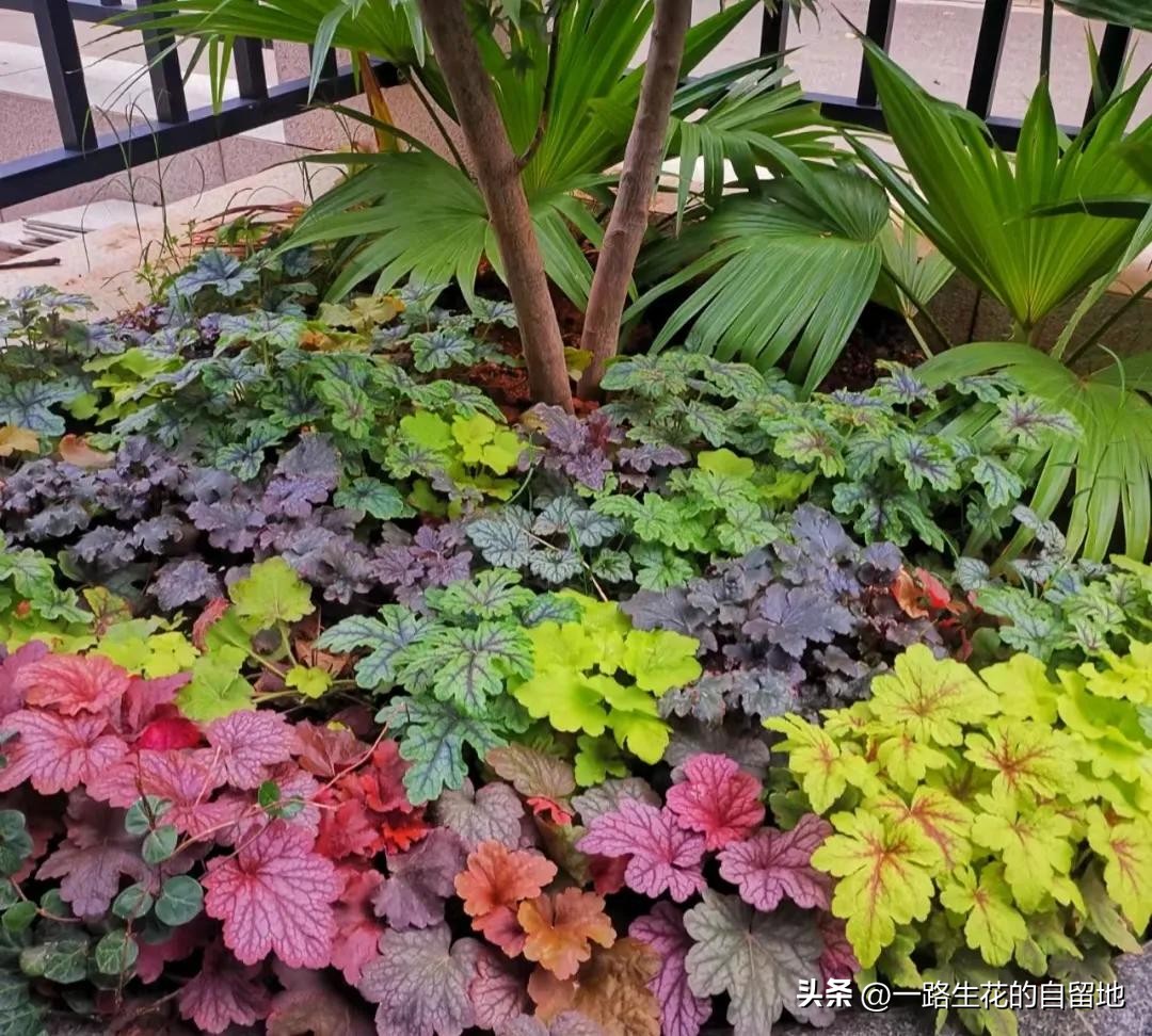 冬季養(yǎng)花的注意事項(xiàng)_冬季養(yǎng)花施肥_冬季養(yǎng)花