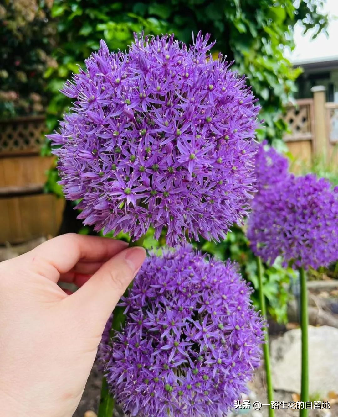 冬季養(yǎng)花施肥_冬季養(yǎng)花_冬季養(yǎng)花的注意事項(xiàng)