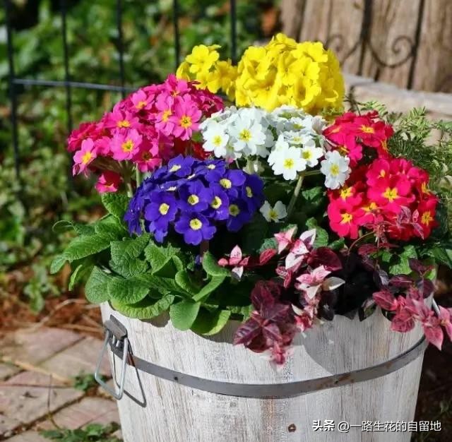 冬季養(yǎng)花_冬季養(yǎng)花的注意事項(xiàng)_冬季養(yǎng)花施肥