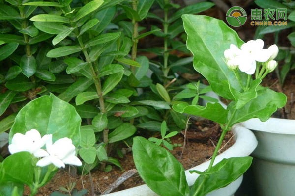 最適合放臥室的十種花