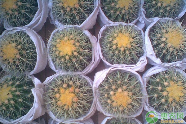 適合在臥室養(yǎng)的花有哪些_臥室養(yǎng)適合花有什么植物_臥室養(yǎng)適合花有哪些花