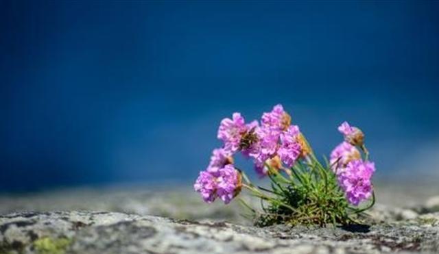 石頭花該如何進(jìn)行養(yǎng)殖只需要掌握這種方法石頭花可以長(zhǎng)得非常好