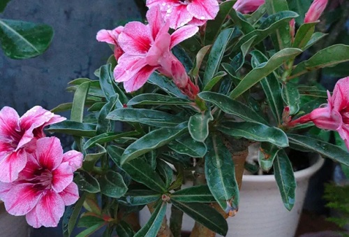 沙漠玫瑰花適合在室內養(yǎng)嗎 適合養(yǎng)殖在室內還是