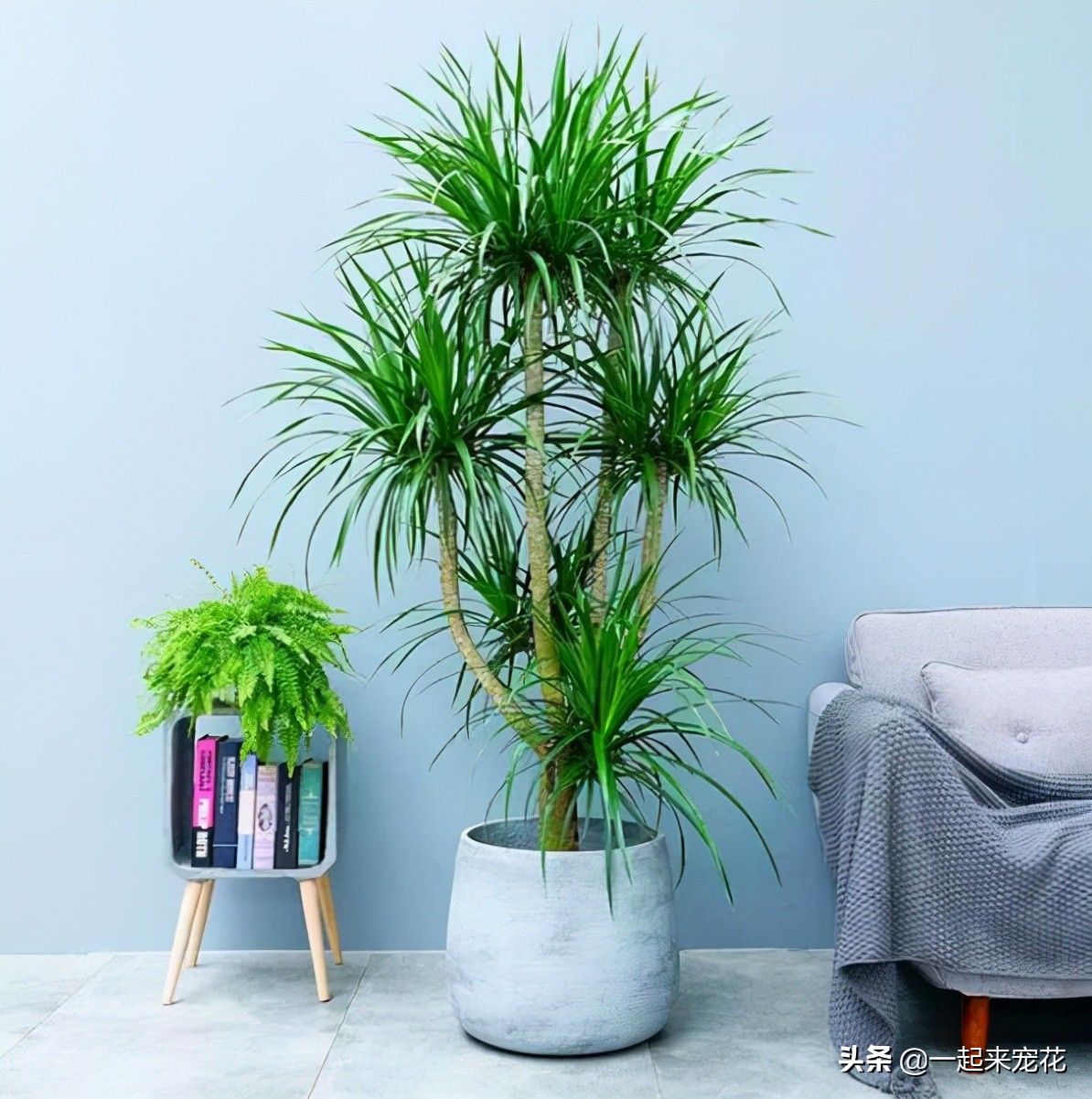 適合室內(nèi)養(yǎng)的大綠植有哪些_適合室內(nèi)養(yǎng)的大綠植_室內(nèi)養(yǎng)什么大綠植最好看又好養(yǎng)