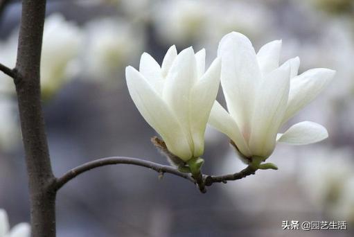 盆栽玉蘭室內(nèi)養(yǎng)花好不好_盆栽玉蘭室內(nèi)養(yǎng)花好嗎_玉蘭花室內(nèi)盆栽好養(yǎng)嗎