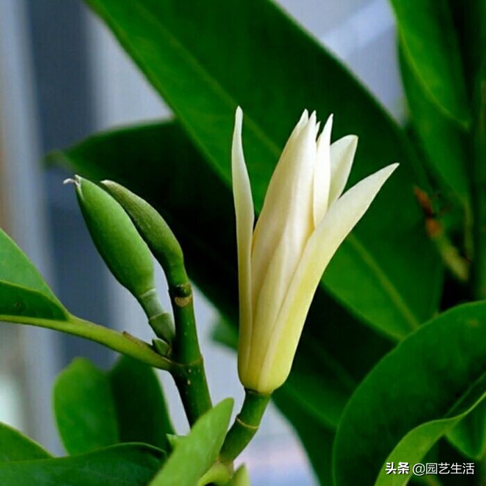 盆栽玉蘭室內(nèi)養(yǎng)花好嗎_玉蘭花室內(nèi)盆栽好養(yǎng)嗎_盆栽玉蘭室內(nèi)養(yǎng)花好不好