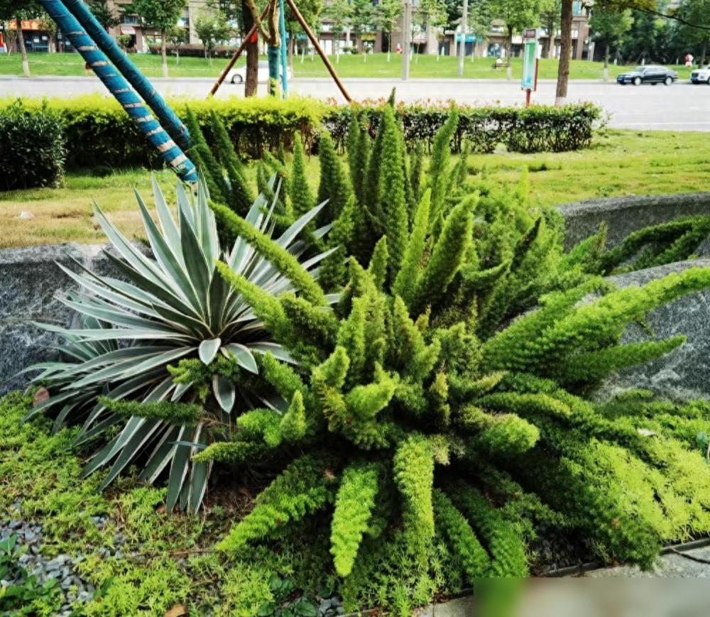 便宜又好養(yǎng)的綠植_便宜養(yǎng)綠植好養(yǎng)的植物_便宜養(yǎng)綠植好不好