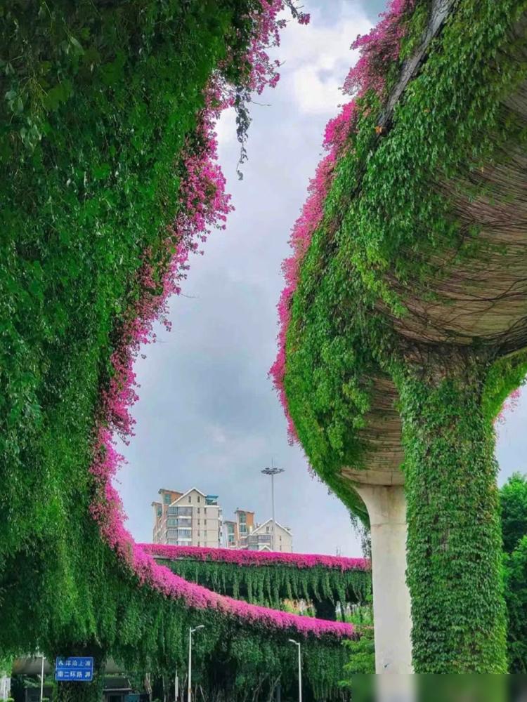 便宜又好養(yǎng)的綠植_便宜養(yǎng)綠植好養(yǎng)的植物_便宜養(yǎng)綠植好不好