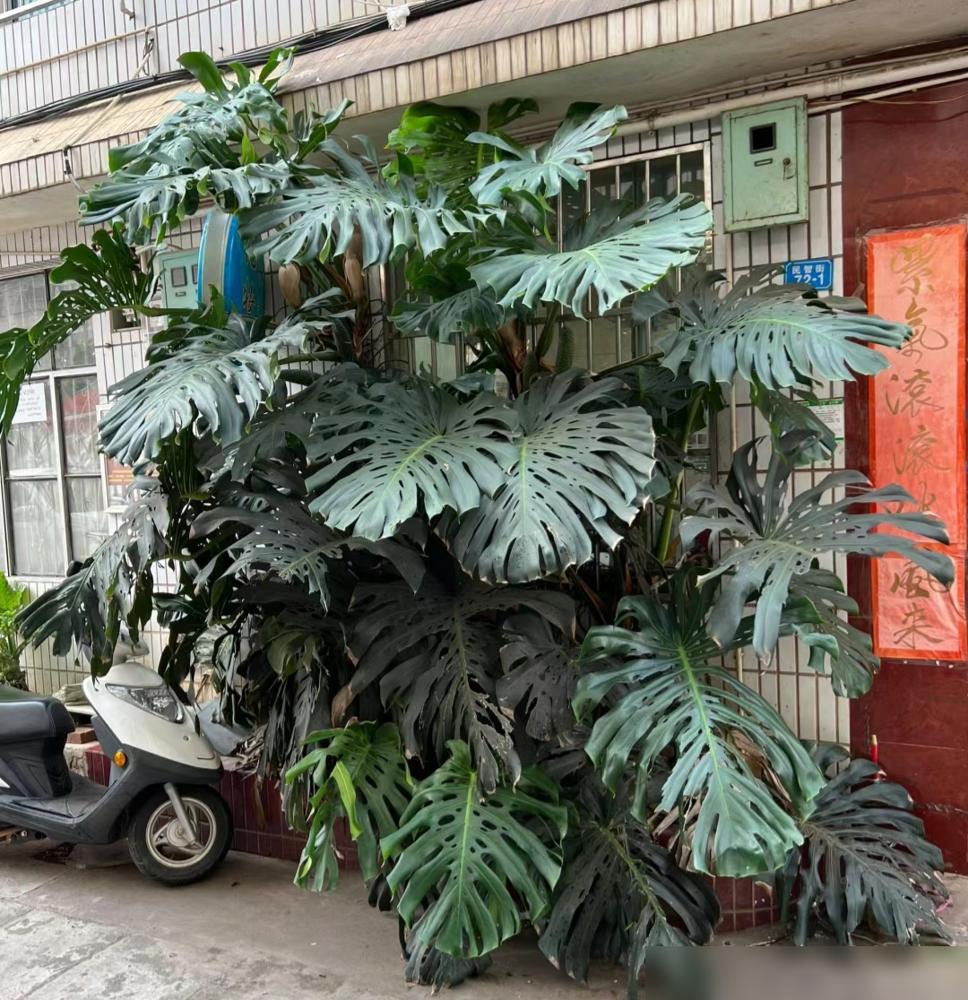 便宜養(yǎng)綠植好養(yǎng)的植物_便宜又好養(yǎng)的綠植_便宜養(yǎng)綠植好不好