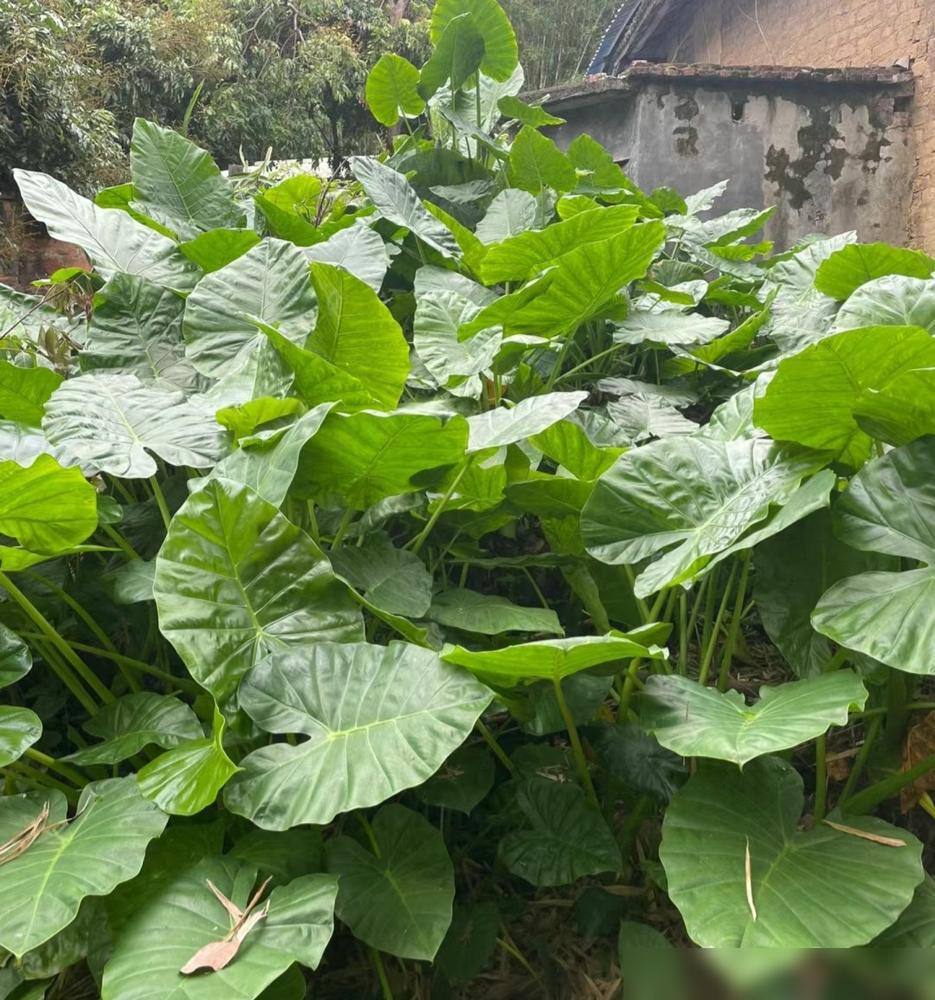 便宜又好養(yǎng)的綠植_便宜養(yǎng)綠植好養(yǎng)的植物_便宜養(yǎng)綠植好不好