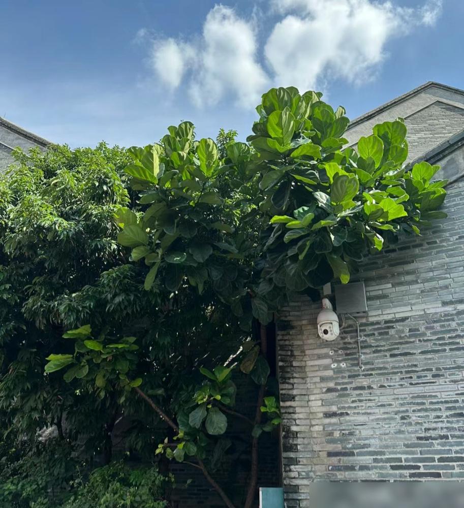 便宜養(yǎng)綠植好不好_便宜又好養(yǎng)的綠植_便宜養(yǎng)綠植好養(yǎng)的植物